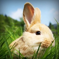 /album/sterulcecoc1985/photolia-a03-jpg/