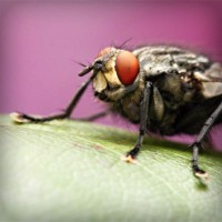 /album/sterulcecoc1985/photolia-a08-jpg/